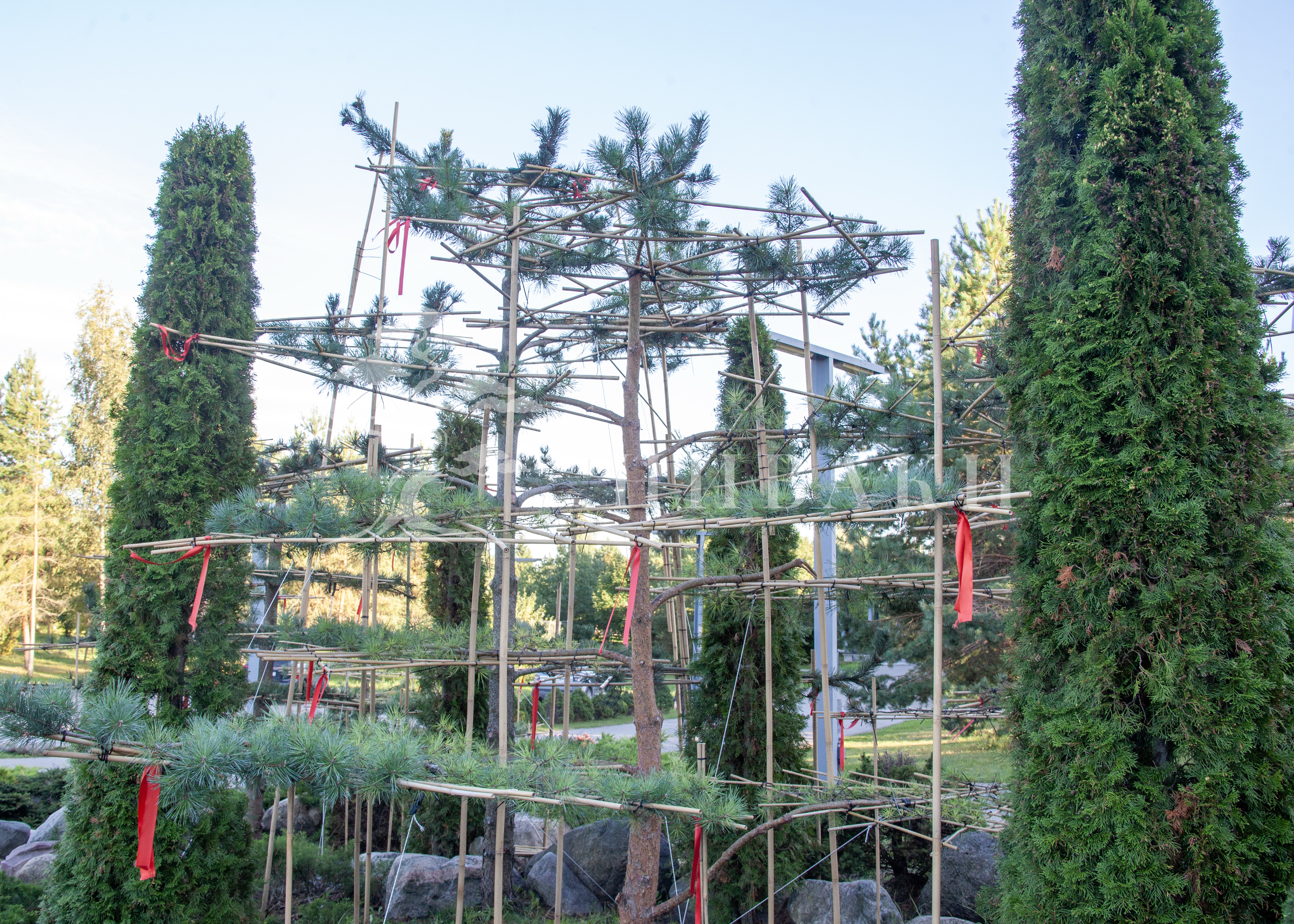 Сосна обыкновенная в стиле ниваки/бундзинге